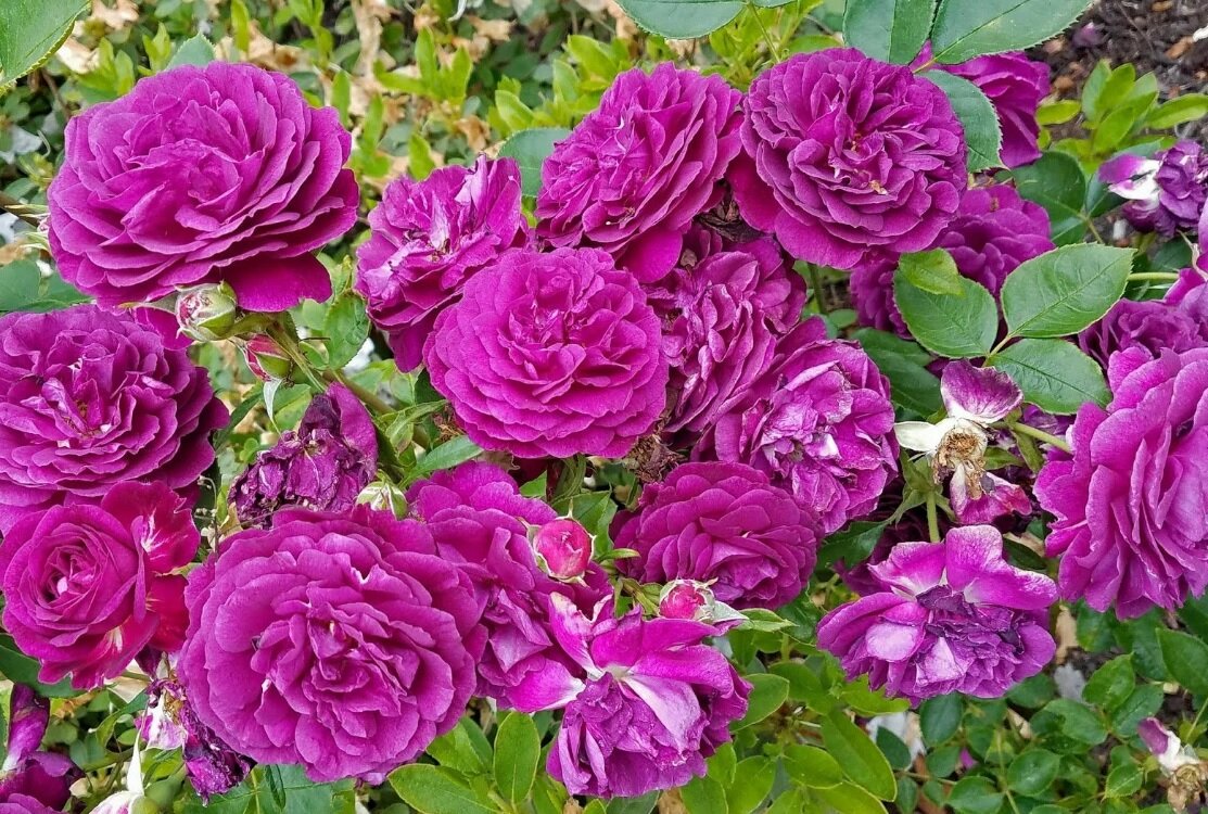 Садовая роза Перпл стар