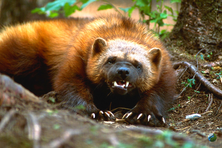 Росомаха- лесной зверь.