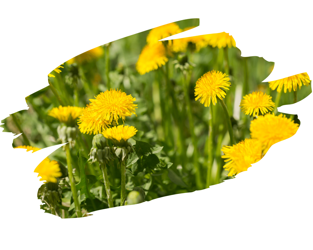 Жёлто-зелёное счастье