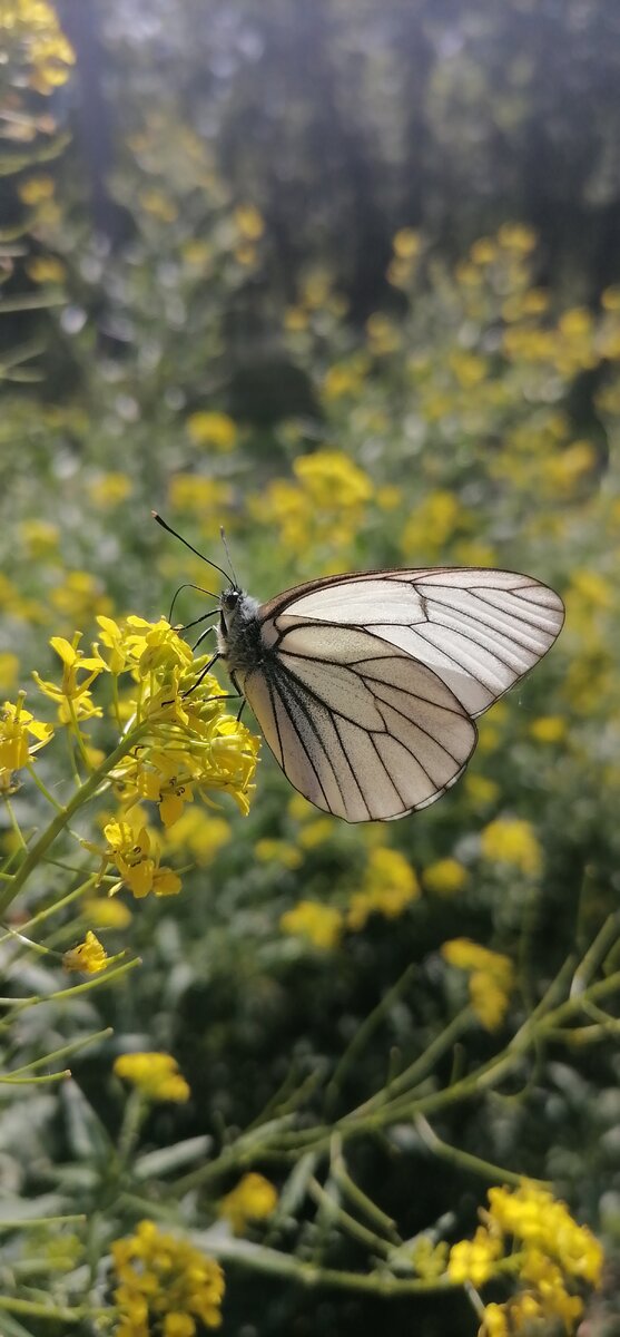 Дневная бабочка из семейства белянок. Видовой эпитет происходит от лат. Brassica - капуста, одно из кормовых растений гусениц.