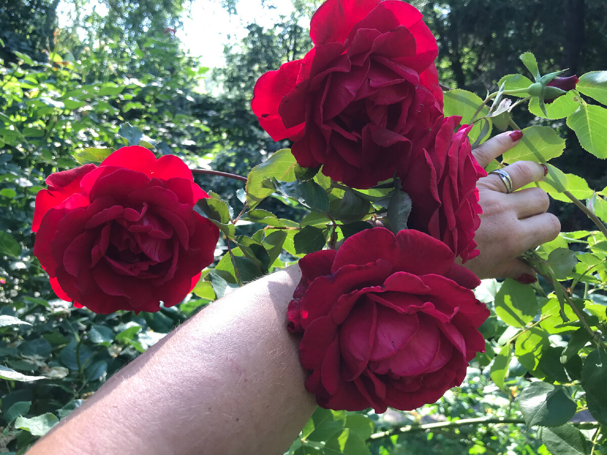 В качестве внекорневой подкормки используйте раствор золы – источника калия, фосфора, кальция и других нужных растению элементов. Для приготовления подкормки залейте 2 стакана золы 1 л кипятка, укутайте и оставьте на ночь. Утром процедите, долейте 10 л холодной воды и опрыскайте получившимся удобрением розы.Или используйте уже готовое монокалийфосфат.