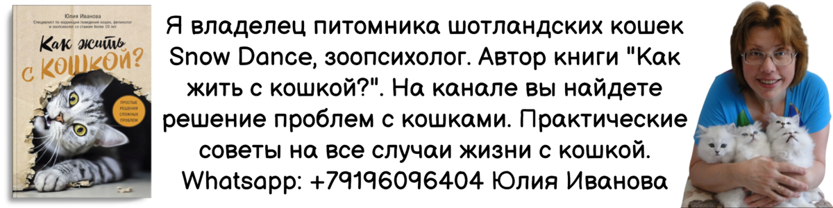 Агрессивное поведение кошки: как с ним бороться