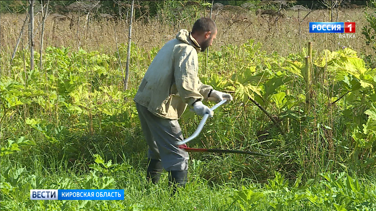 Вот так борется с Борщевиком Сосновского. И не сказать, что сверх успешно. Зачастую после такой борьбы в окрестностях не растет не только борщевик, но и вообще никакие растения