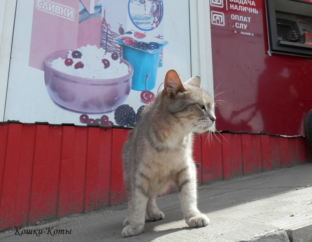 Встретить кошку. Дзен коты в магазине. Коты на лавке. Какой то кот.