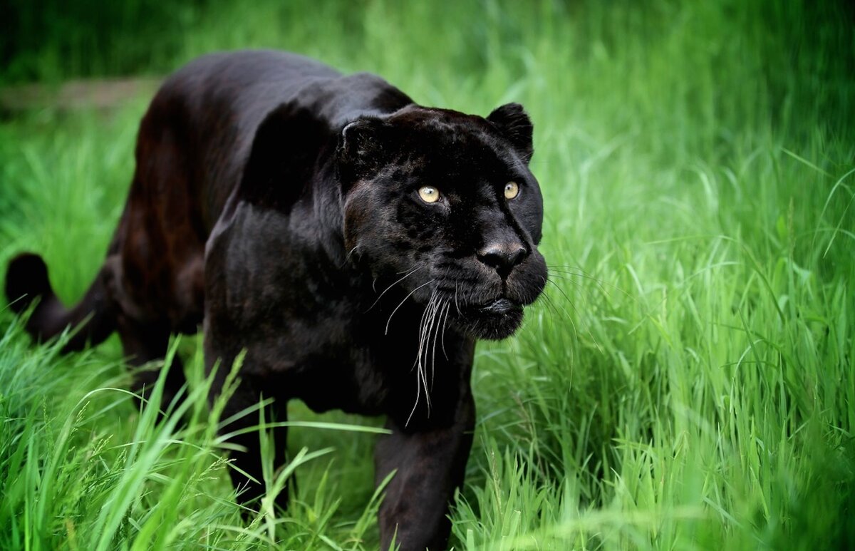 Чёрный ягуар. Третьи по величине кошки в мире. | Стройка . Жизнь. Животные.  | Дзен