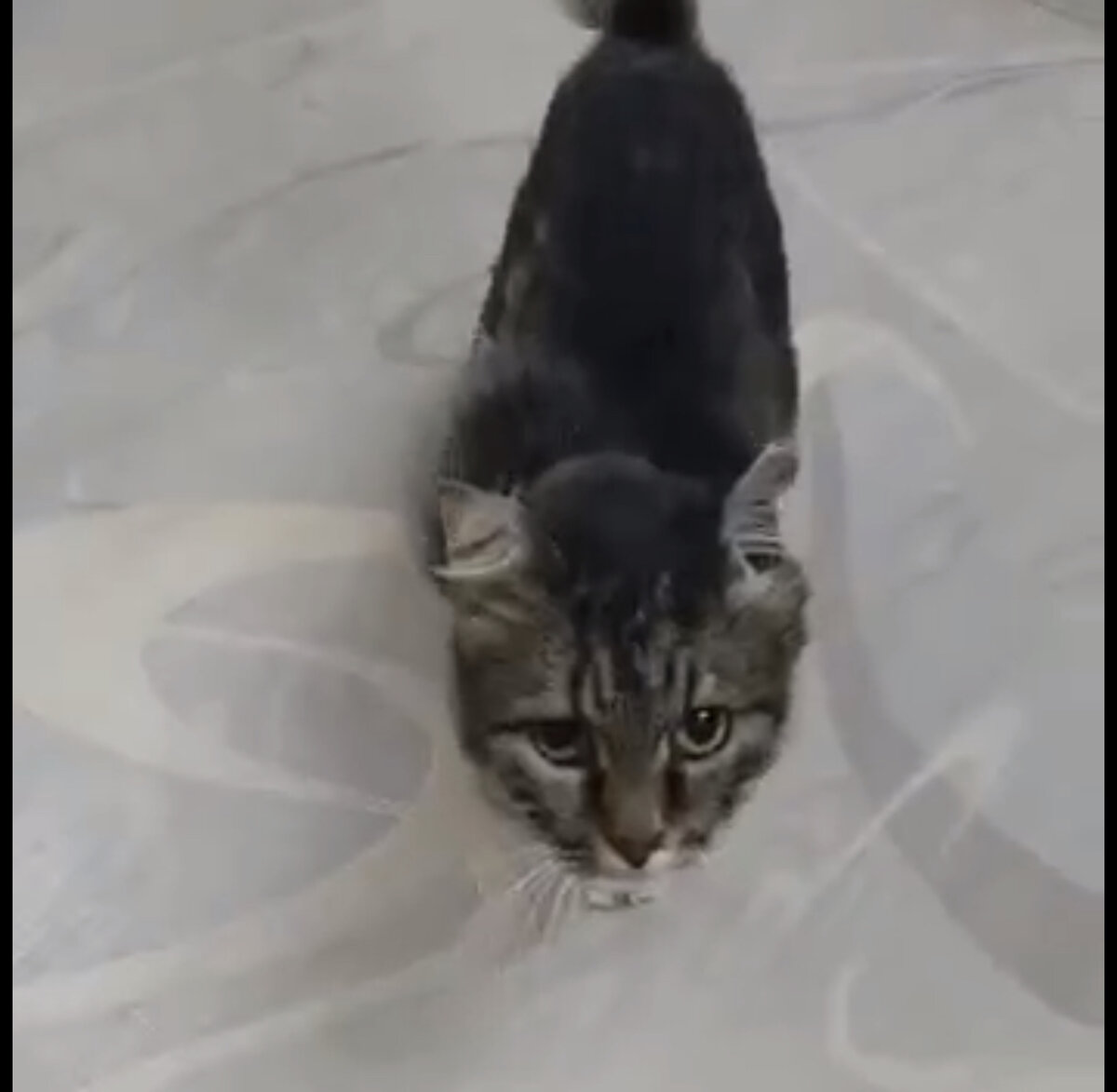 #кошка #муром #зооволонтер #добро #волонтер #спаслижизнь 