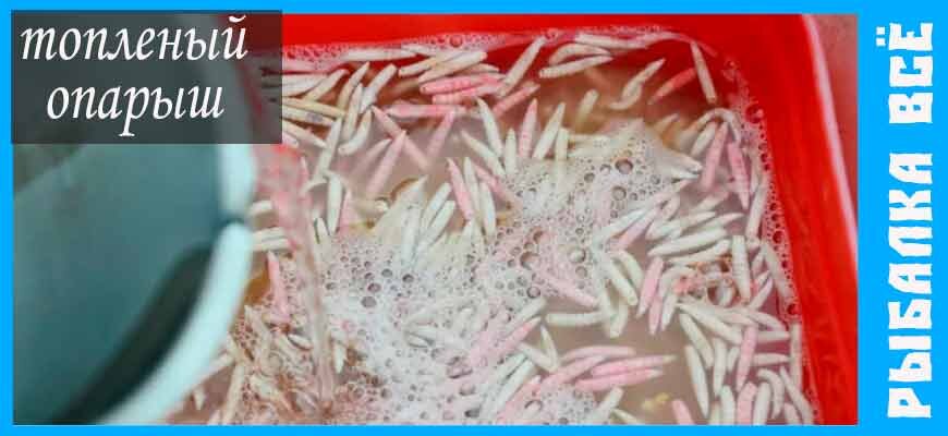 топленый опарыш, зачем топить опарыша