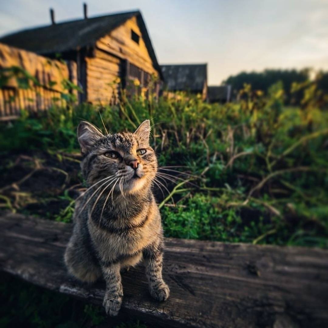 А жить в деревне, не так уж и плохо, как кажется- сейчас особенно...