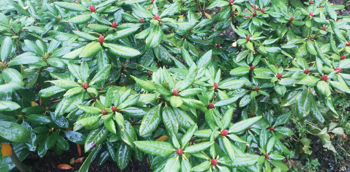 Цветочные почки к началу осени.