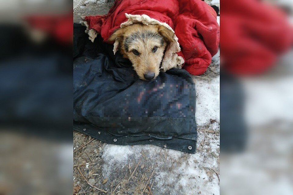     Сначала в частном секторе расстреляли Розу, а спустя неделю добрались и до Бородача Фото: предоставлено редакции "КП" - Хабаровск"