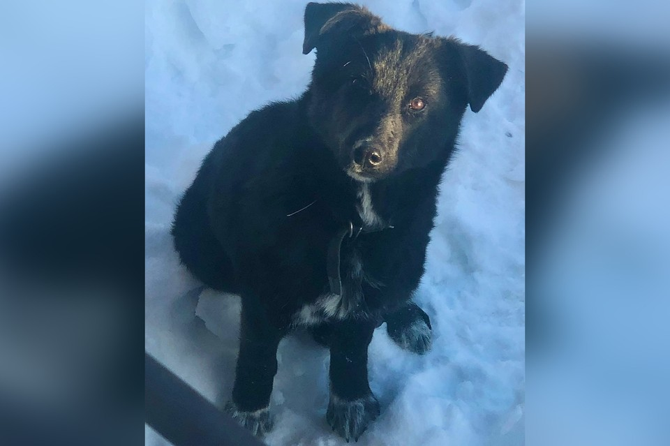 Так Молли выглядит сейчас