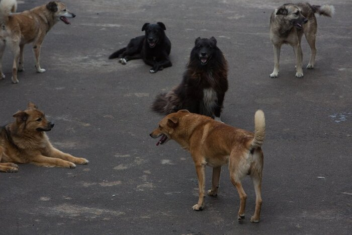  Фото: Бродячие собаки стали настоящей проблемой Биробиджана