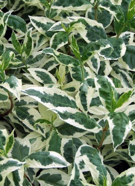 Диервилла sessilifolia Cool Splash