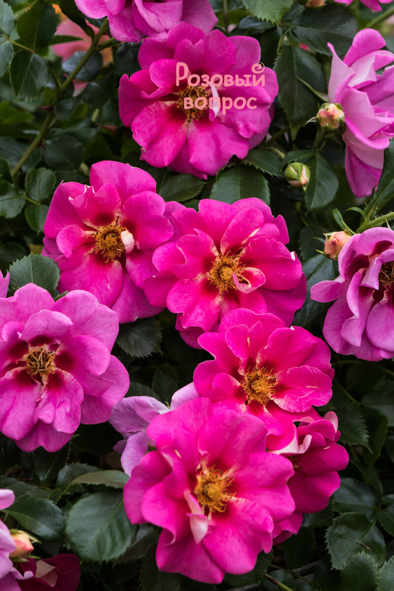 Моя роза Ай ту Ай.