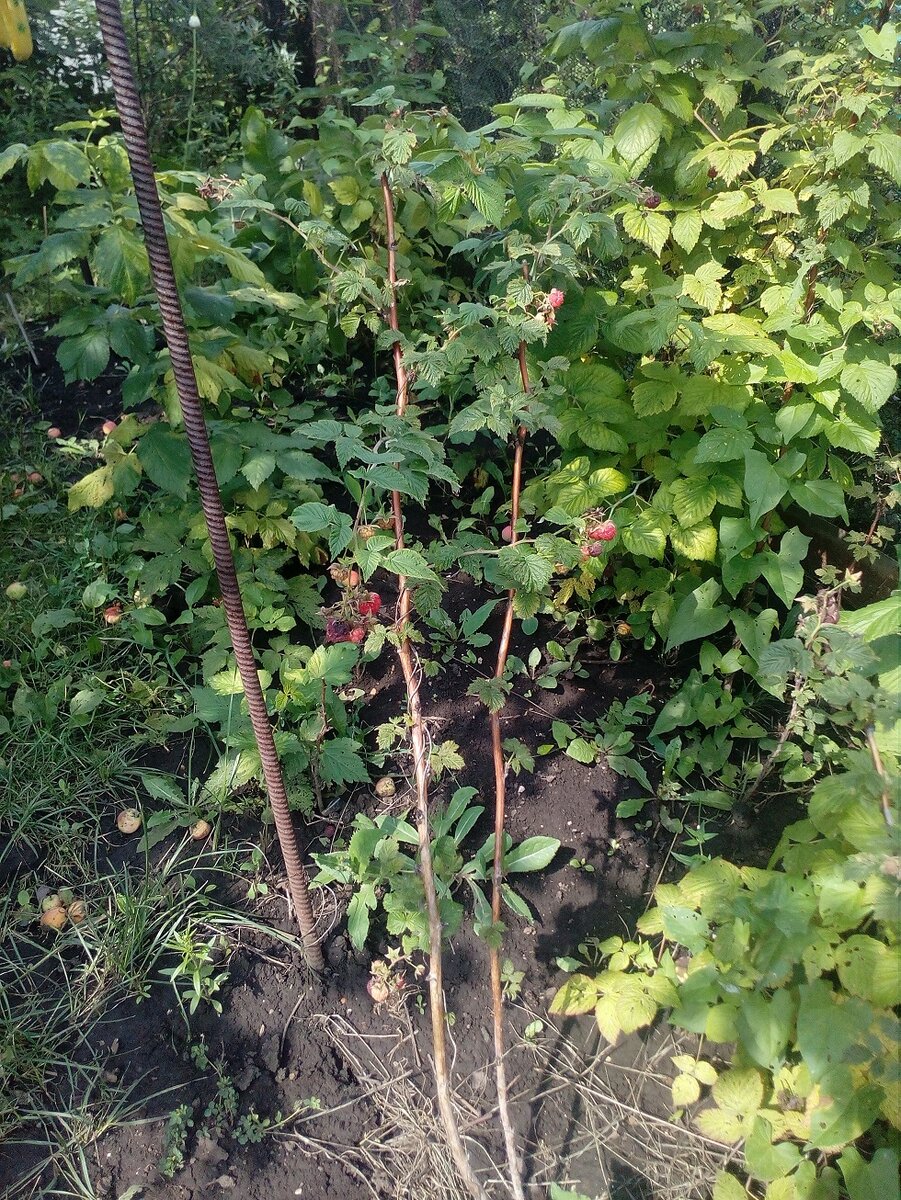 Пурпуровая пятнистость малины (дидимелла. Обрезания ремонтантной малины. Ремонтантная малина побеги. Малина глен кое. Ствол малины.