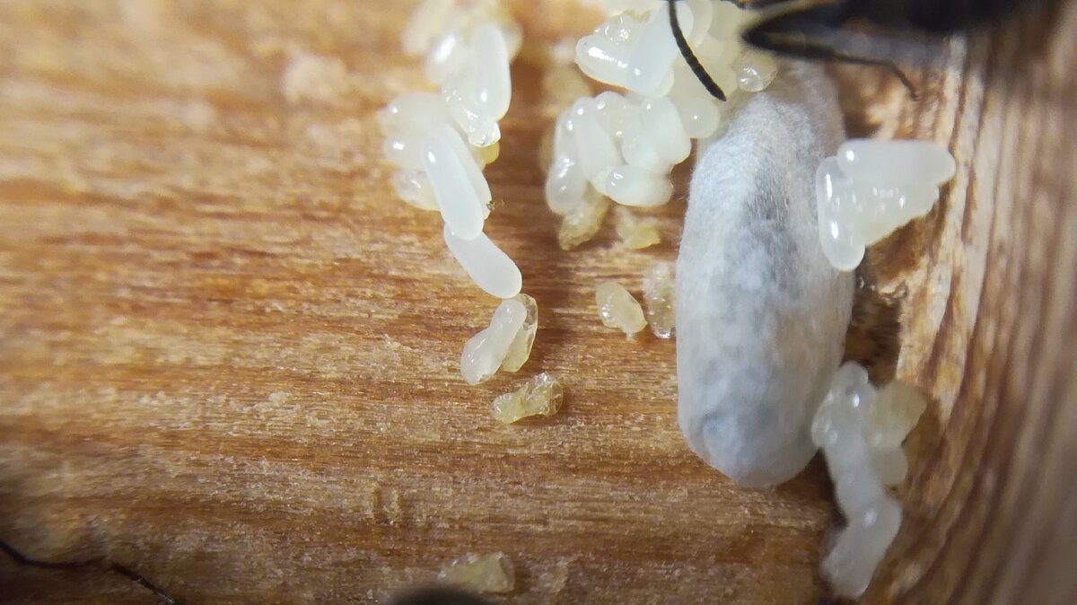 Источник из официальной группы ВКонтакте : https://vk.com/mirmikariy