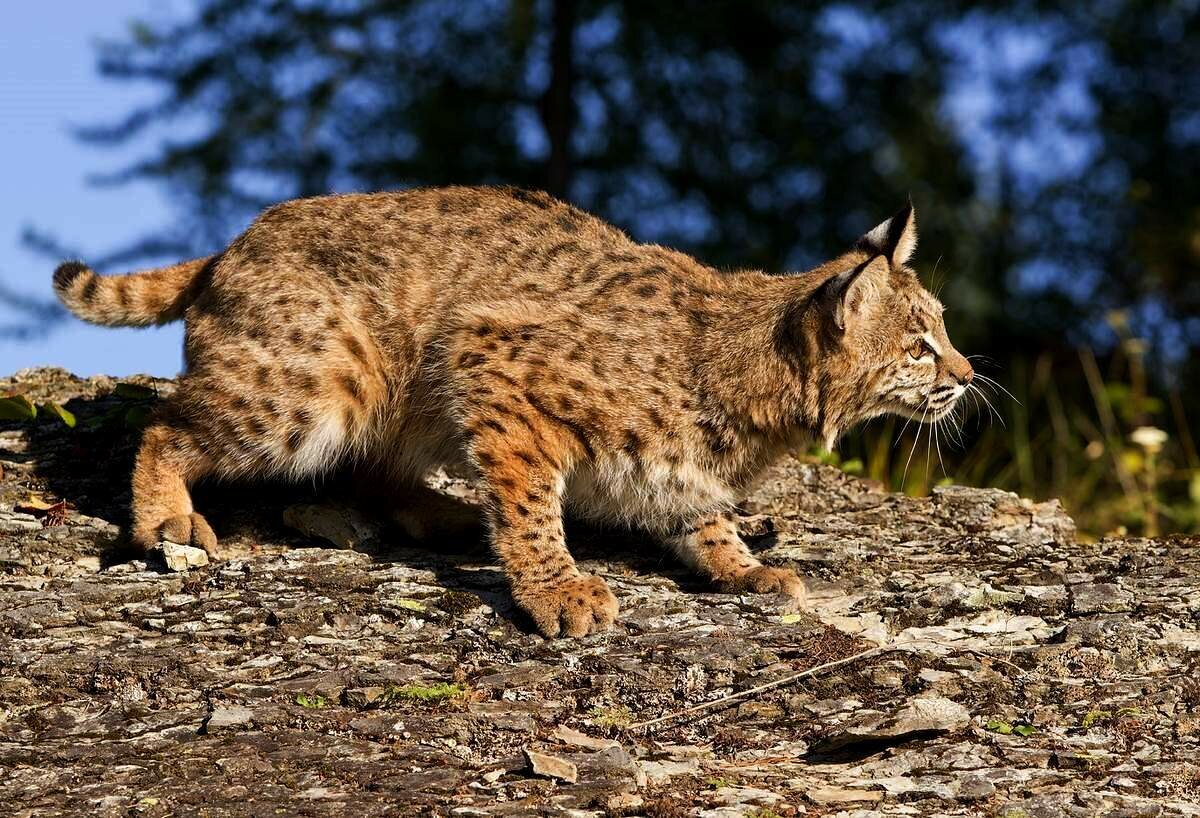 Бобкэт Рысь. Красная Рысь Бобкэт. Обыкновенная Рысь Lynx Lynx. Американская Рысь Бобкэт.