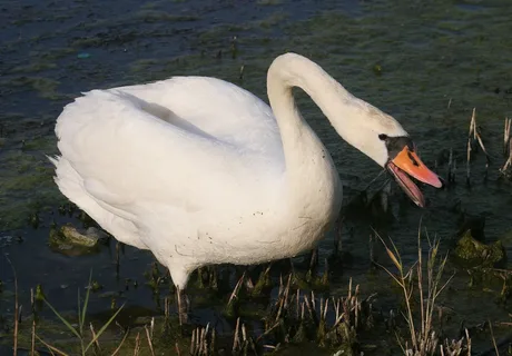 Лебедь шипит (взято из интернета)