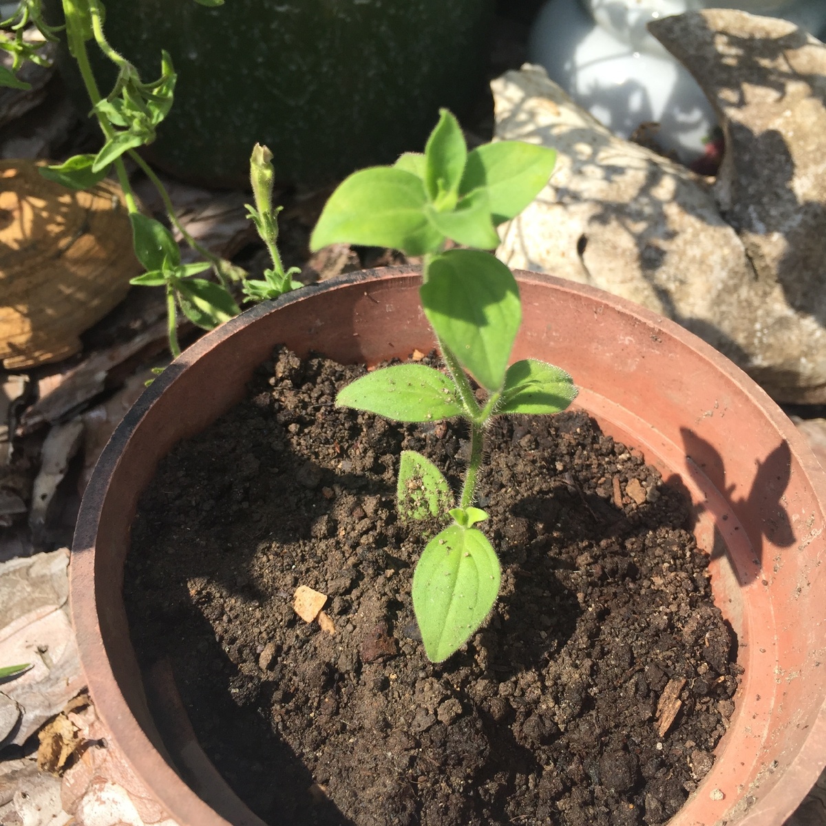 Растущий черенок 