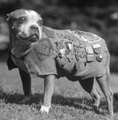 Одна из самых знаменитых собак времен Первой Мировой войны - питбуль Стабби, дважды удостоенная гос.наград США и носившая звание сержанта.