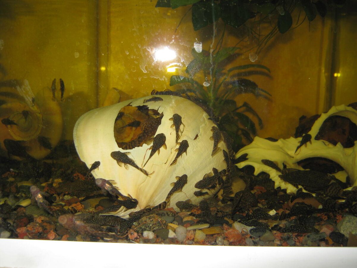 толпа молодёжи