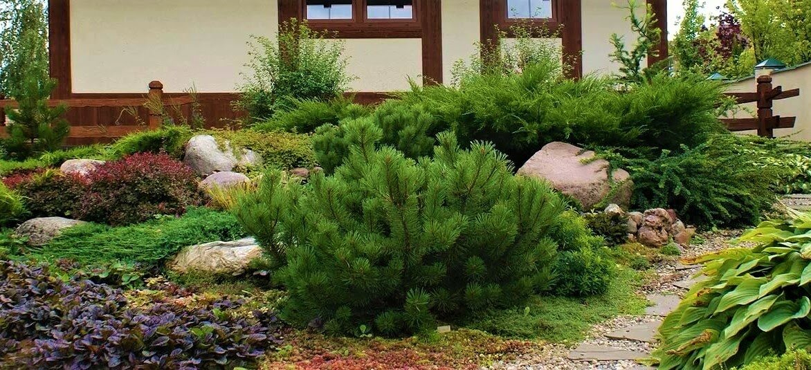 Сосна горная (pinus mugo) – описание, фото, посадка, уход, сорта, применение