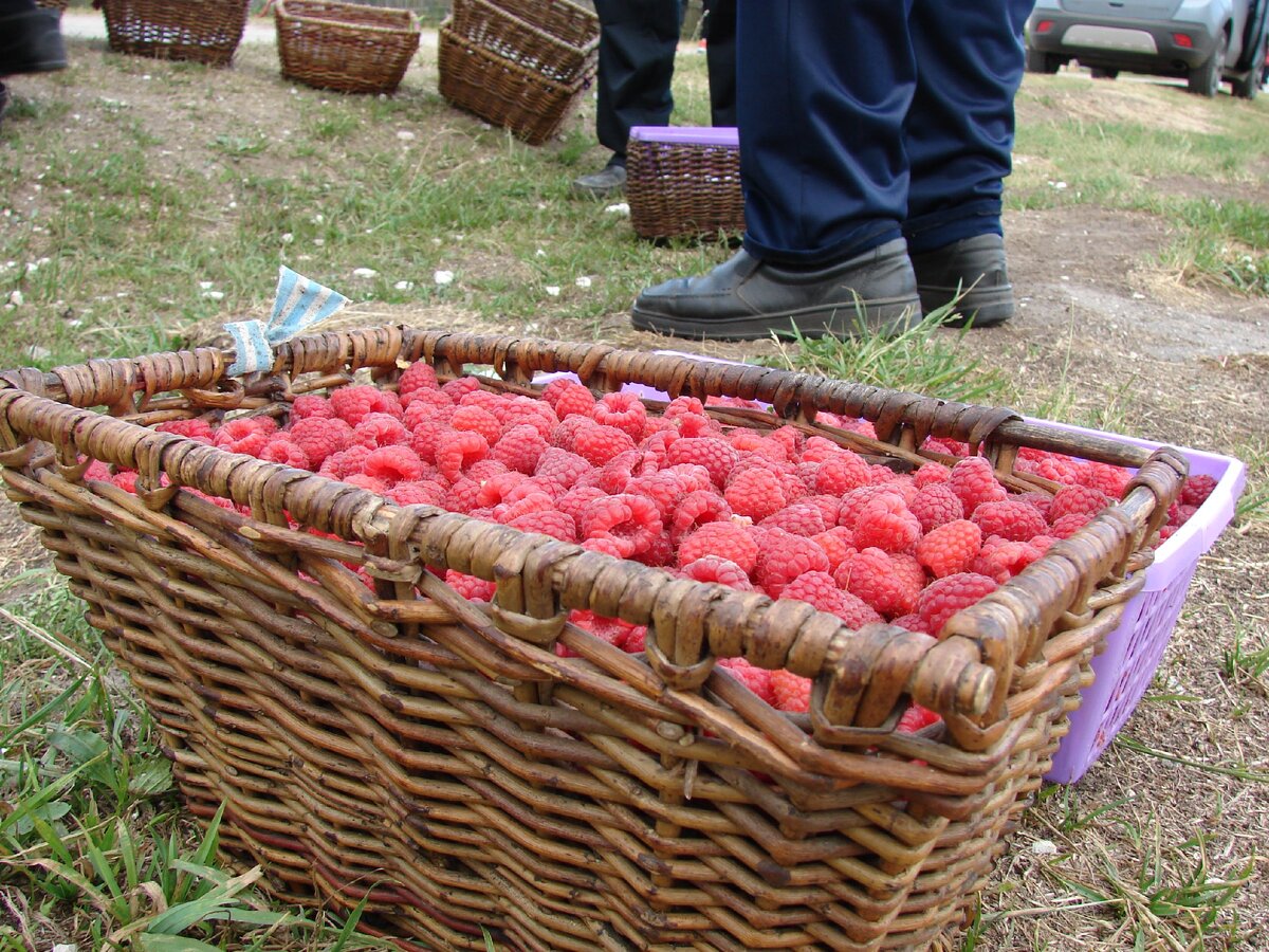 Малиной  Новоселки знамениты  с XVII века. 