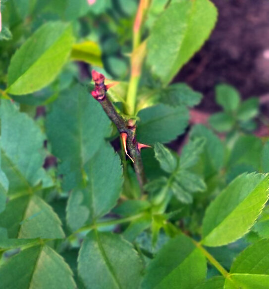 слепой побег