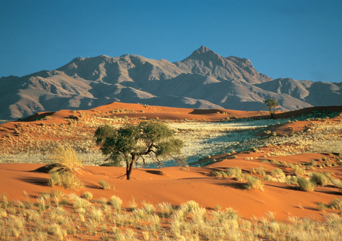 Самая сухая пустыня в африке. Намибия пустыня Калахари. Пустыня Калахари ЮАР. Саванна Калахари. Полупустыня Калахари.