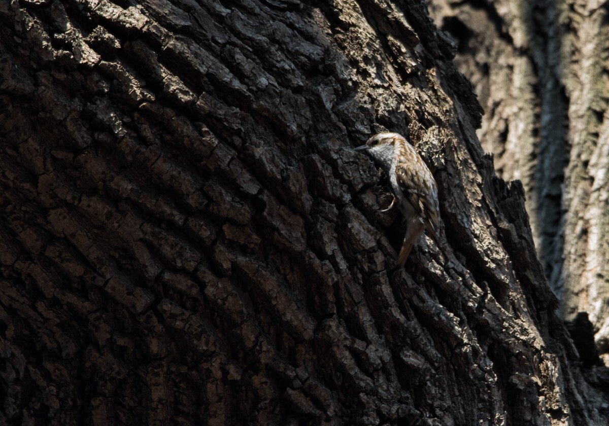 Пищуха обыкновенная  (Certhia familiaris)  Москва, Нескучный сад, 2018 год (Nikon D200 + Tamron 150-600)