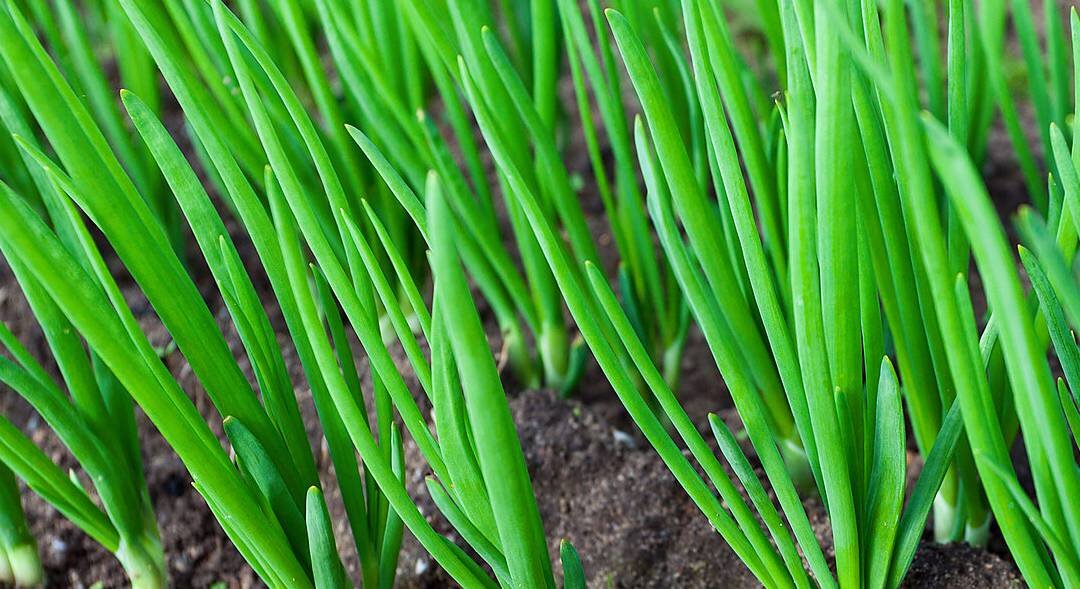 Источник фото:  ogorodniki.com