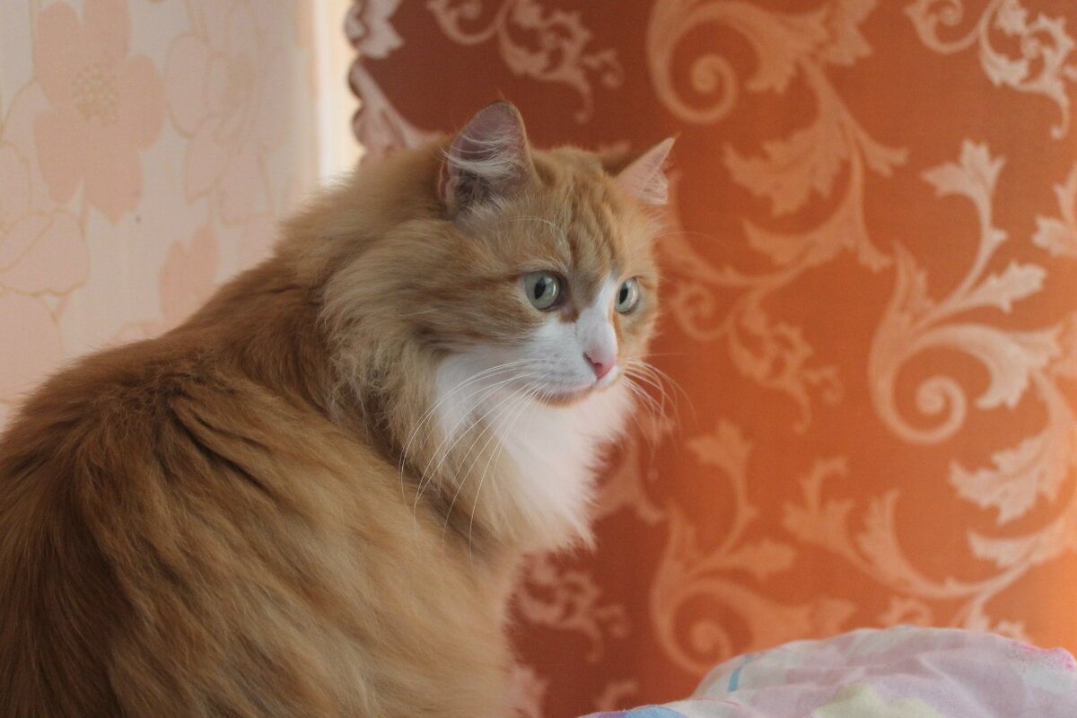 Рыжий любимец. 