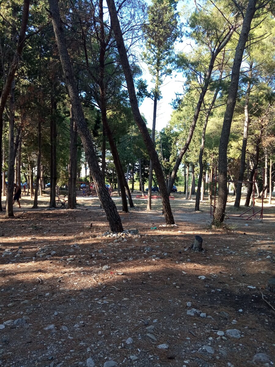 Сосновый парк в Баре