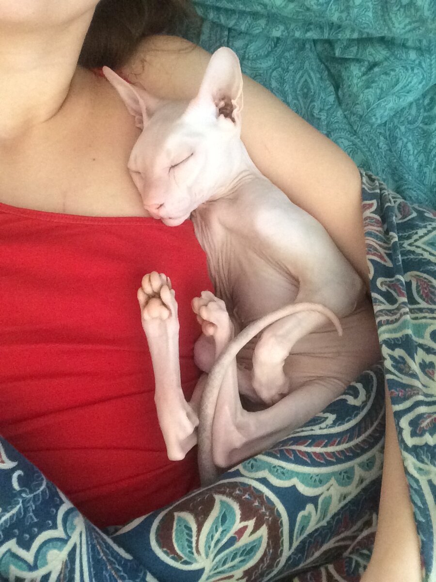 Любимый бегемотик 