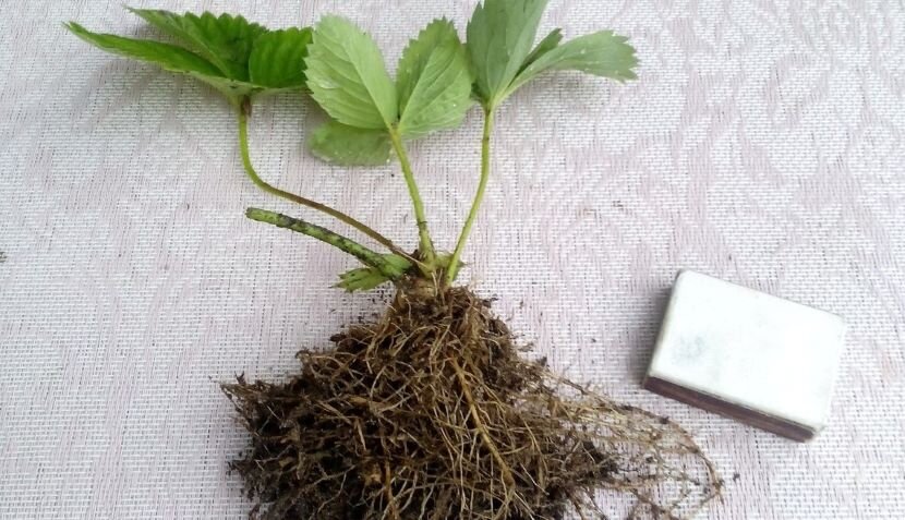 Качественный посадочный материал. Фото автора