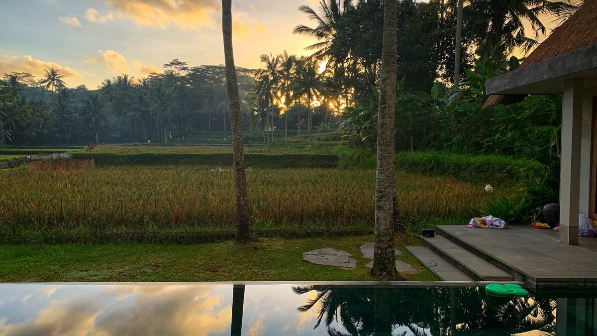 Вид из моего дома на рисовые поля