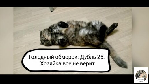 Любить кошку можно только на ее условиях