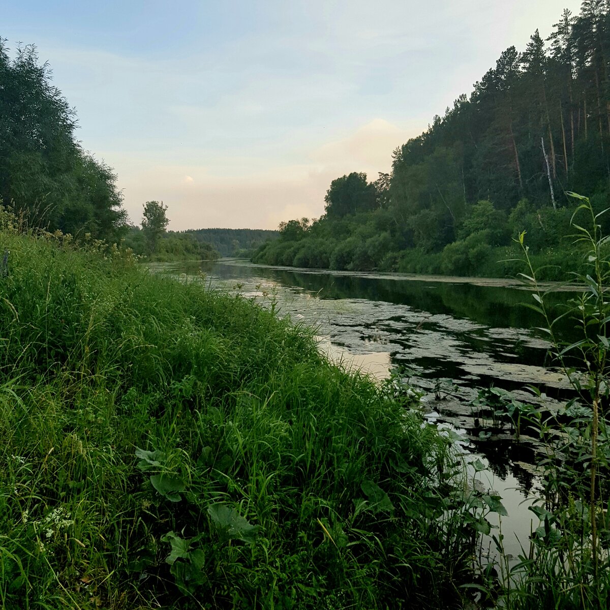 Я понимаю в лесу клещи. Но встретить его на огороде я никак не ожидала