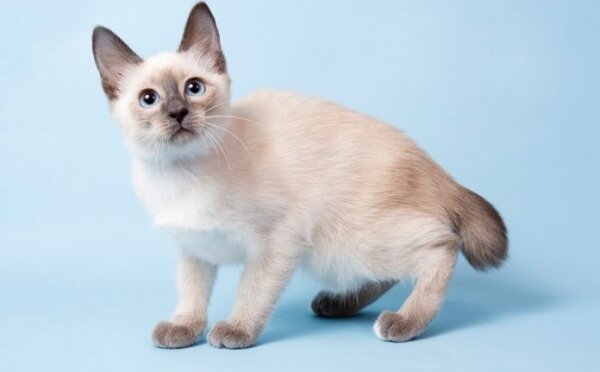 Фото скиф-тай-дона 