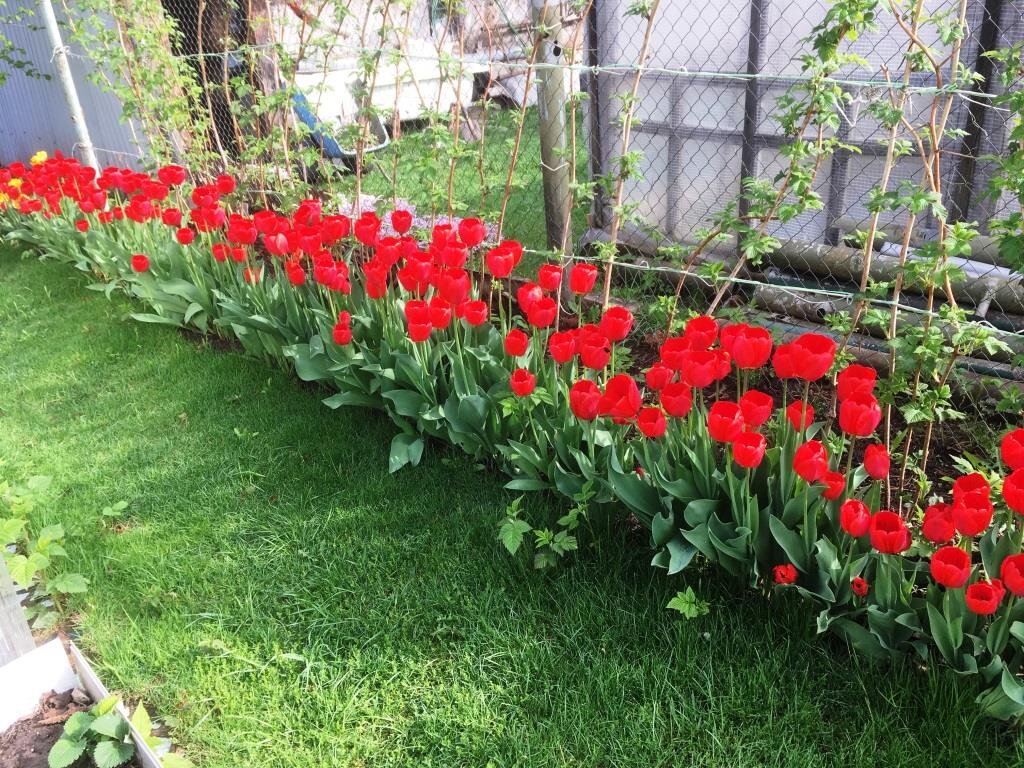 Выкапывать ли тюльпаны каждый год