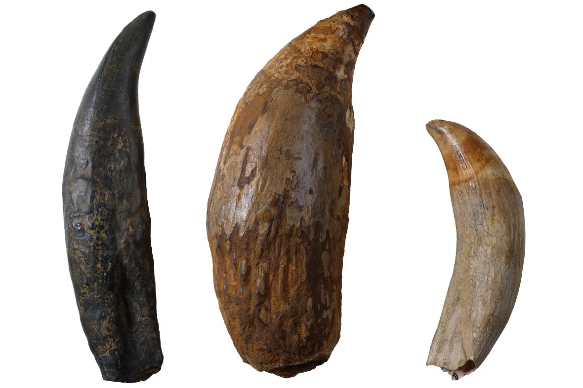 Слева на право: зубы тираннозавра, ливиатана и кашалота