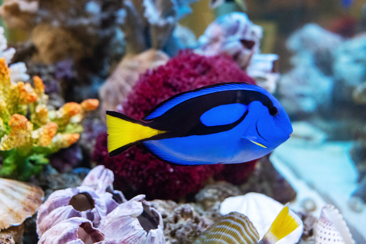 Хирург голубой королевский Paracanthurus hepatus в морском аквариуме