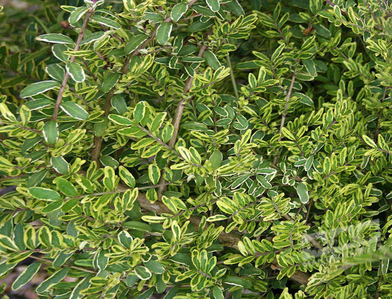 Lonicera pileata 'Lemon beauty'