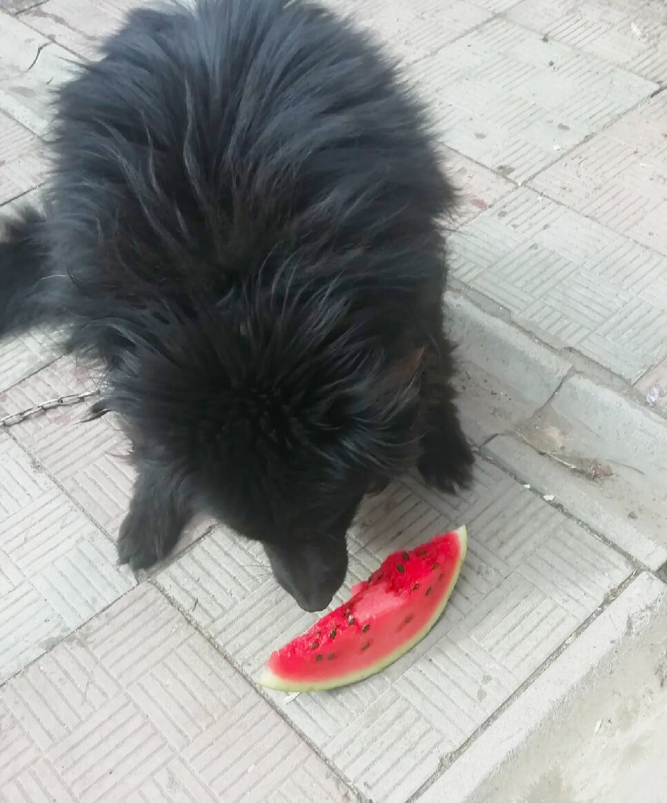 Дворовый пес впервые видит арбуз. Стадия первая - интерес.