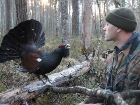 Токование глухаря