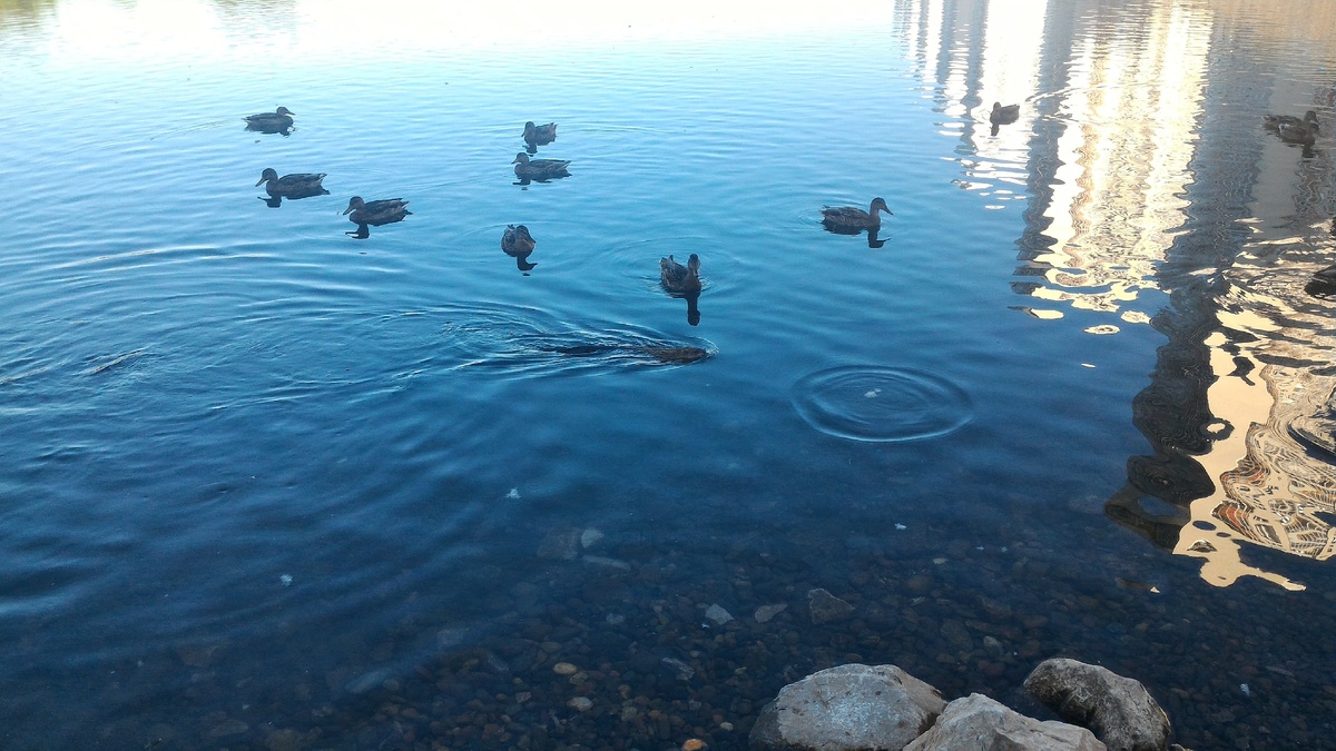 Вот она - красавица