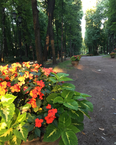 Исторический центр Центрального парка "Нескучный сад" Фото автора 30.07.20