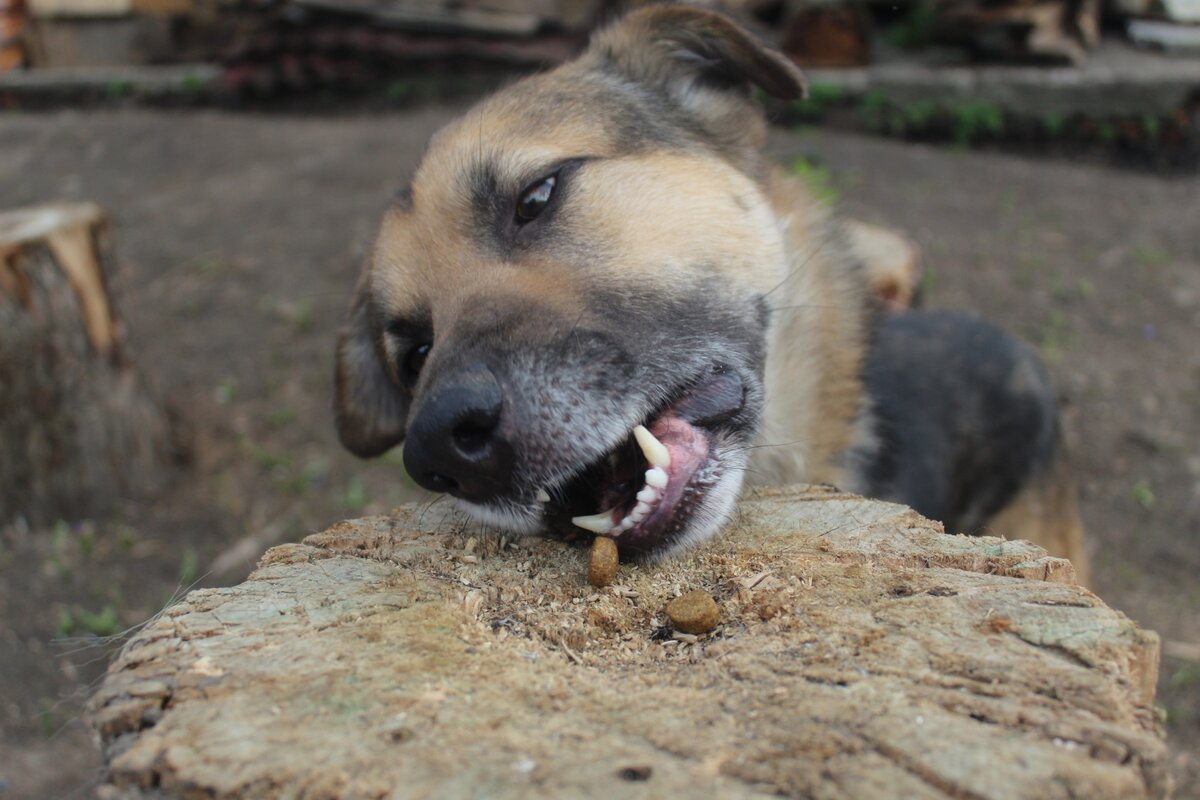 Корм вкусный!