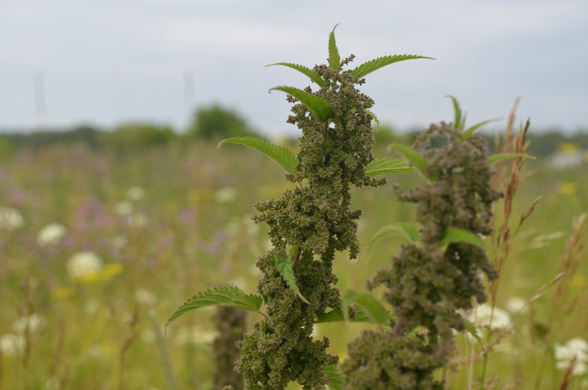 Крапивой порастают дворы таких домов. Фото автора