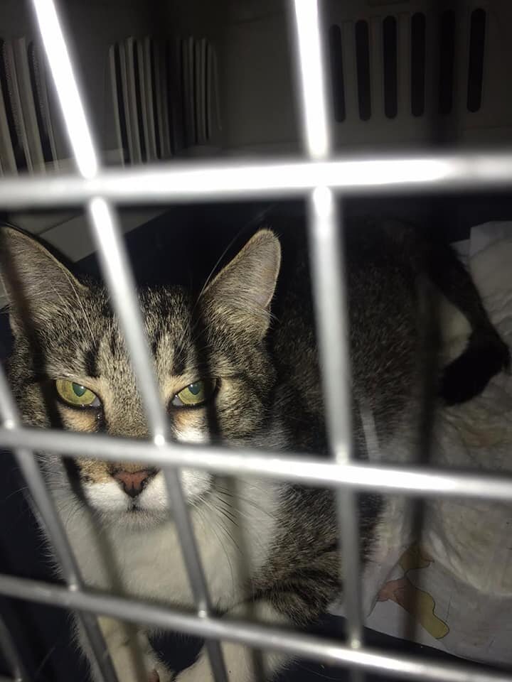 Переезд из зооцентра во временный дом нам всем дался непросто